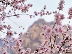 -北京凤凰岭