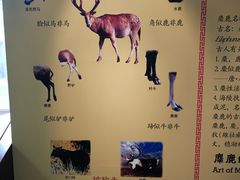 -北京麋鹿生态实验中心