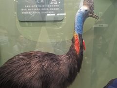 -国家自然博物馆