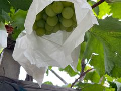 -马陆小张葡萄园农家乐