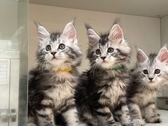 -lincat·猫舍(广州店)