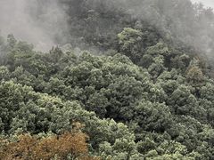-涂山寺素食餐厅