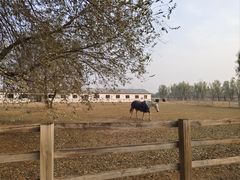 -北京群众马术培训基地