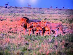 -罗红摄影艺术馆