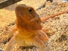 -酷以爬仙阁实体爬宠店·守宫·蜥蜴·专业繁育