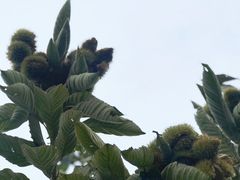 -石塘人家