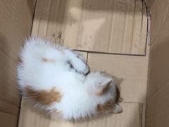 -艾贝尔宠物医院·24H转诊中心·肿瘤猫专科(江宁双龙店)