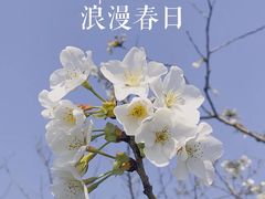 -顾村公园