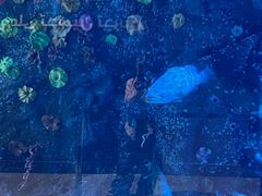 -迪拜水族馆及水下动物园