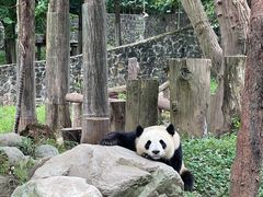 -都江堰中华大熊猫苑