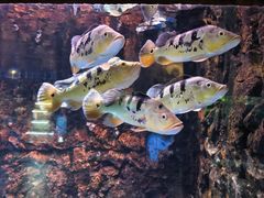 -华夏文旅西安度假区