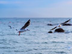 -老虎石海上公园