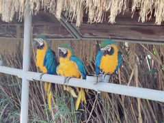 -西霞口神雕山野生动物世界