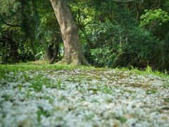 -上海滨江森林公园