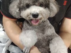 -久久宠物(河东万达店)