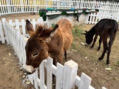 -前小桔亲子创意农场·草莓采摘·露营烧烤