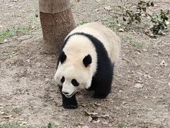 -都江堰中华大熊猫苑