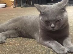 -more than meow吴止猫主题餐厅(承德 中船汇店)