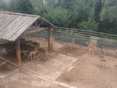 -青藏高原野生动物园