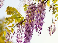 -嘉定紫藤园