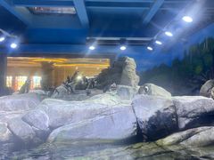 -上海海昌海洋公园