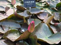 -上海植物园-4号门售票处