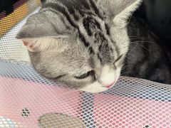 -艾贝尔宠物医院·24H转诊中心·肿瘤猫专科(江宁双龙店)
