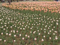 -长春公园(普阳街道)