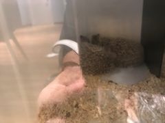 -藦茜花园宠物主题亲子互动体验馆(国顺东路店)