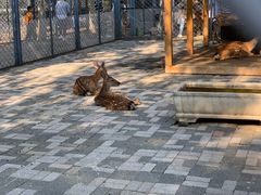 -长白岛森林公园