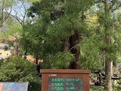 -天目山大树王景区