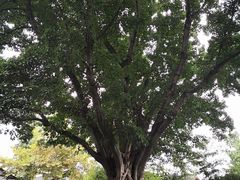 -刘氏方酥锅盔(古城总店)