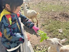 -前小桔亲子创意农场·草莓采摘·露营烧烤