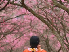 -新建村梅花