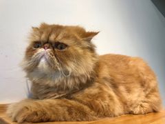 -Heymao猫咖.咖啡厅(东门店)