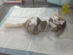 -瑞派·关忠动物医院·异宠专科·犬猫肿瘤·皮肤专科(望京店)