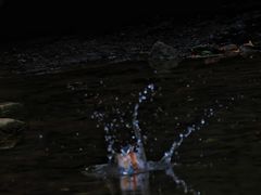 -重庆彩云湖湿地公园