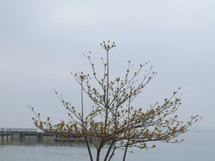 -深圳湾公园(南山区)