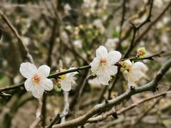 -广州市白云山风景名胜区