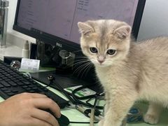 -宠颐生汉谟拉比宠物医院