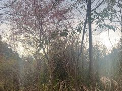-梁野山景区