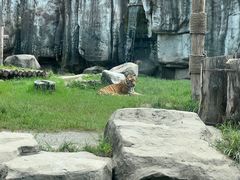 -上海野生动物园