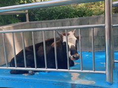 -上海崇明金茂凯悦酒店