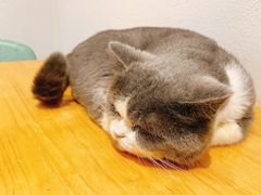 -猫色咖啡·猫咖