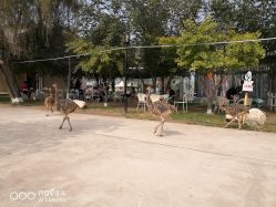 -上美四季动物农场