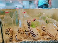 -Isla Sugbu Seafood City