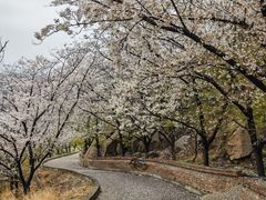 -樱花山风景区
