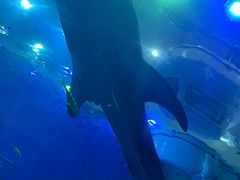 -成都浩海立方海洋公园