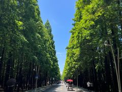 -日照海滨国家森林公园