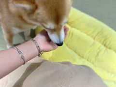 -逗柴咖啡屋·狗咖猫咖宠物桌游